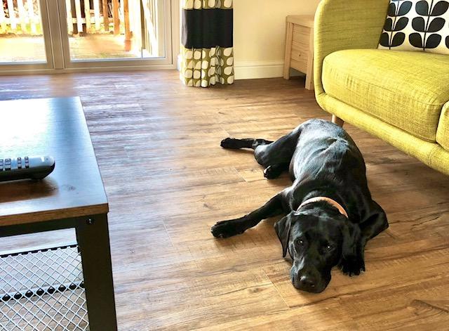 Scratch Resistance Tests: Best Vinyl for Pet Owners in JVC Scratch Resistance Tests: Best Vinyl for Pet Owners in JVC